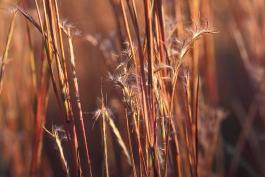 Photo of mature seed heads of little bluestem showing fall color