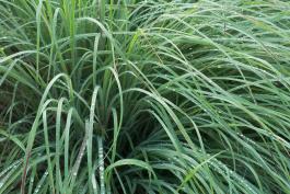 Photo of a clump of little bluestem, bluish green in mid summer