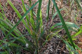 Photo of little bluestem clump showing stems and leaf bases