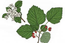Illustration of red haw leaves, flowers, fruits.