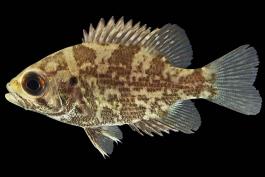 Northern rock bass, or goggle-eye, young individual, side view photo with black background