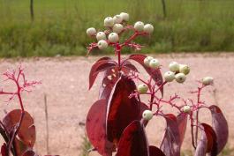Photo of rough-leaved dogwood fruits and red leaves