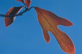 Backlit sassafras leaf showing orangish fall color against blue sky