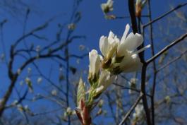 Downy serviceberry flowers on a branch tip profiled against a blue sky