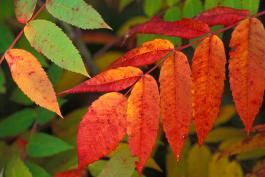 Closeup of smooth sumac leaves turning color in fall