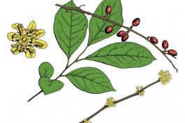 Illustration of spicebush leaves, flowers, fruit.
