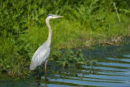 Photo of great blue heron