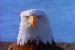 bald eagle face looking head on into the camera