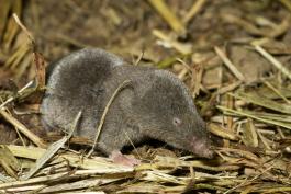 Short-tailed shrew resting on straw-covered ground, three-quarter view, head toward camera