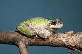 Image of a gray treefrog