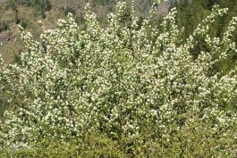 Image of downy serviceberry.