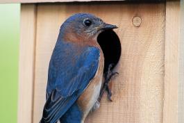 A bluebird perches at the opening of a bluebird nest box.