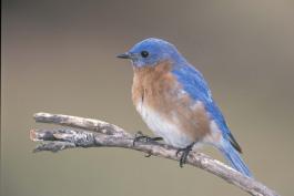 Image of eastern bluebird