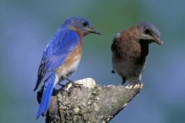 Photo of a male and female eastern bluebird