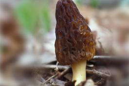 Photograph of a black morel mushroom