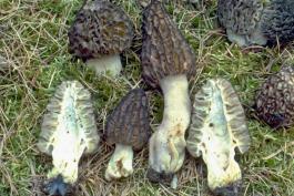 Photograph of several black morel mushrooms with one split in half