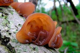 Photo of wood ear mushroom, which looks like a brownish human ear stuck to a log