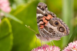 Photo of an American lady butterfly, wings folded.