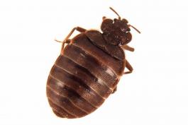 Photo of a common bed bug with a white background