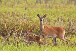 White tailed fawn and doe