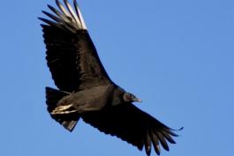 Photo of black vulture soaring