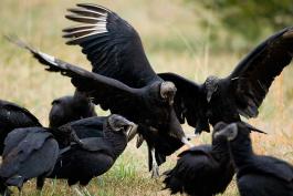 Photo of a group of black vultures feeding on a coyote carcass