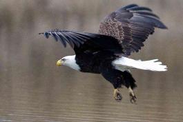 Photo of bald eagle flapping over water