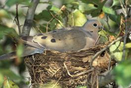 Photo of a mourning dove on its nest