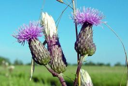 Photo of Canada thistle flowers