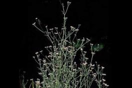 Photo of hedge parsley plant
