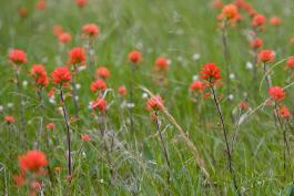 Photo of Indian paintbrush flower stalks scattered among prairie grasses