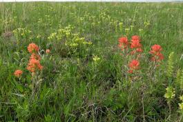 Photo of Indian paintbrush and wood betony plants in a prairie