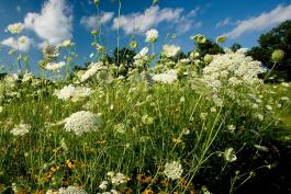 Photo of Queen Anne's lace flowers in a field