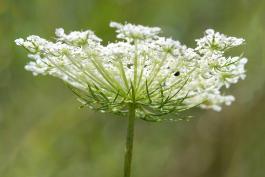 Photo of a Queen Anne's lace flower cluster, seen from the side