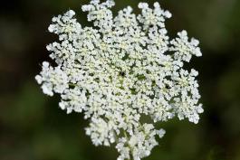 Photo of a Queen Anne's lace flower cluster, seen from the top
