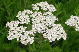 Photo of yarrow or common milfoil flower cluster