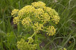 Photo of prairie parsley flower cluster.