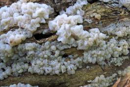 Photo of pale jelly roll fungus, showing abundant growth.