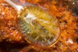 Photo of water penny beetle showing underside.