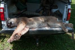 Photo of a dead mountain lion lying on the tailgate of a pickup truck.