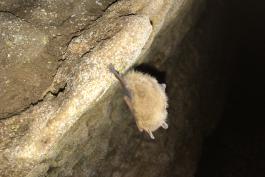 A fuzzy tan bat clings to a cave ceiling by one foot.