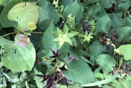small purple flowers rise from broad green milkweed leaves