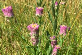 Pink cylindrical flowers bloom from stalks of milkwort