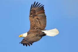 Photo of bald eagle flying at Eagle Bluffs CA