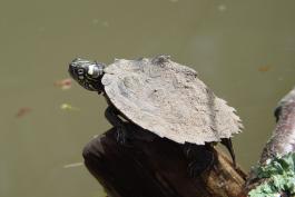 Ouachita Map Turtle
