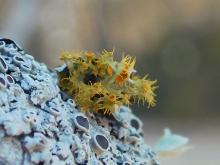 Gold-eye lichen (Teloschistes chrysopthalmus), surrounded by star rosette lichens on a tree