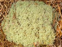 Dixie reindeer lichen (Cladina subtenuis)