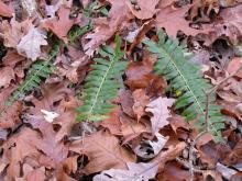 Photo of Christmas fern leaves lying against fallen oak leaves