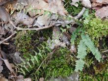 Photo of an ebony spleenwort plant growing among moss and fallen leaves