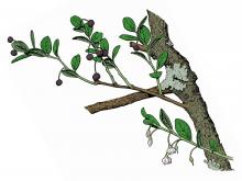 Illustration of farkleberry leaves, flowers, fruits